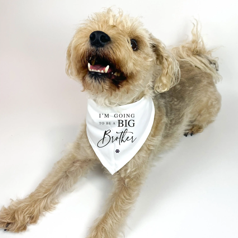 I'm going to be a Big BROTHER printed Dog Bandana Scarf