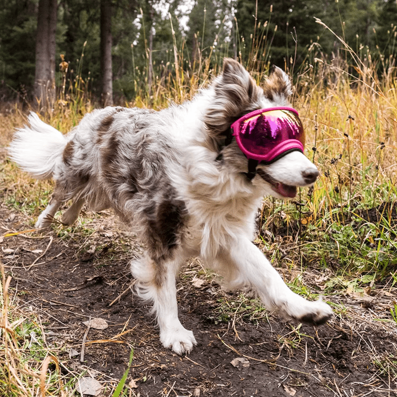 Pinkie ATUBAN Dog Goggles - Anti - UV, Impact Resistant & Adjustable Sunglasses for Large Breeds - The Fur Pal Dog quality premiumdogsupplies