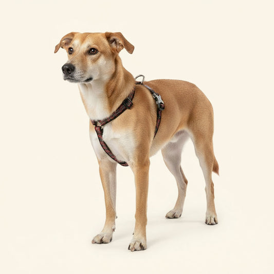 Preto: Arnês Aventura