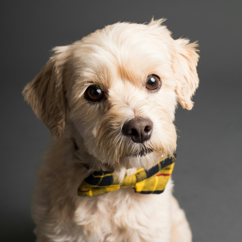 Small dog wearing a yellow and black checkered bow tie against a dark background