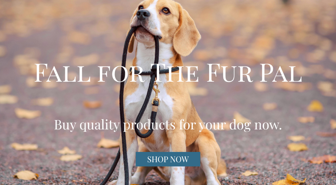 Dog on a leash with text 'Fall for the Fur Pal' and 'Shop Now' button.