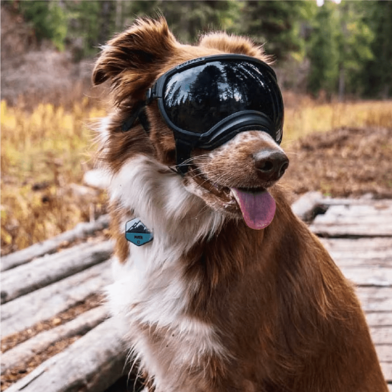 Pitch Black ATUBAN Dog Goggles - Anti - UV, Impact Resistant & Adjustable Sunglasses for Large Breeds - The Fur Pal Dog quality premiumdogsupplies