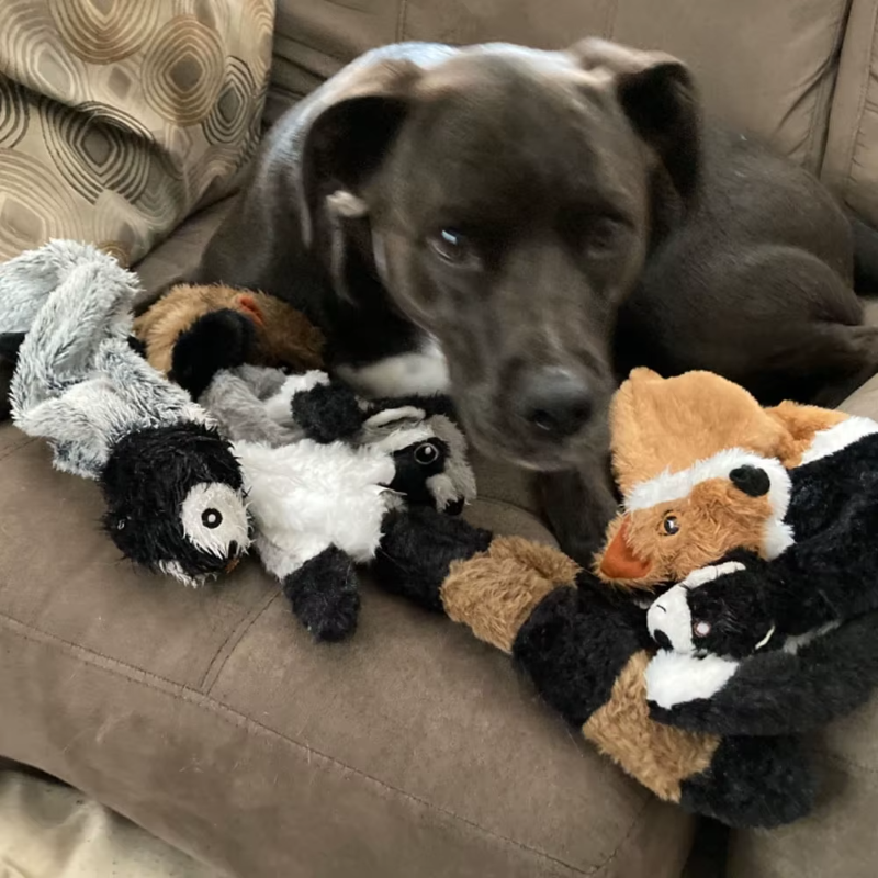 Brinquedo de pelúcia engraçado para cachorro, imitação de animal, sem enchimento - brinquedo de mastigar que faz barulho e amassa