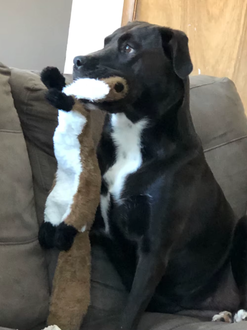 Brinquedo de pelúcia engraçado para cachorro, imitação de animal, sem enchimento - brinquedo de mastigar que faz barulho e amassa
