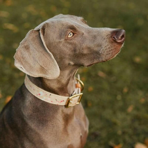 Explore our collection of high-quality dog collars that combine style and functionality. Keep your pet safe and fashionable with our unique designs.