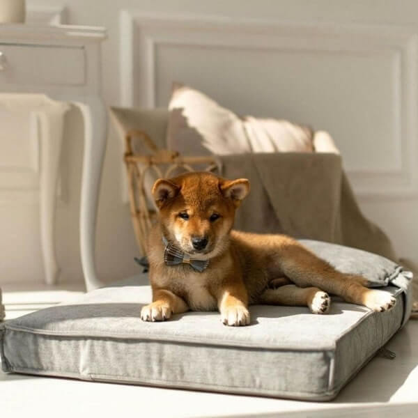 Shop the best dog essentials to enhance your pet's life. Quality supplies for grooming, training, and fun await you and your beloved companion. Essentials - The Fur Pal