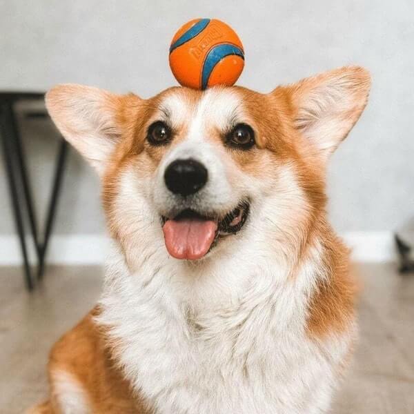 Unleash the fun with our premium dog toys! From chew toys to interactive games, we have everything to keep your dog entertained for hours. Toys - The Fur Pal