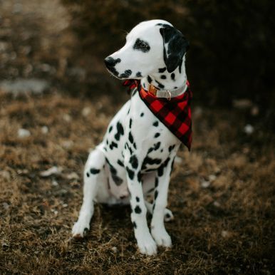 Bandanas - The Fur Pal