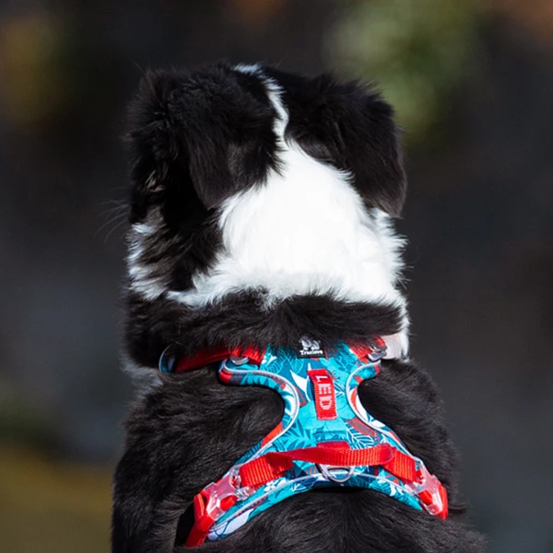 Truelove Tactical Camo Harness – Reflective & Explosion-Proof Dog Harness