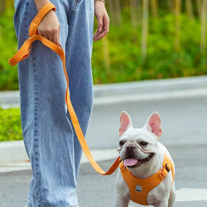 A dog wearing an orange harness is being walked on an orange rope leash. The leash is attached to a zinc-alloy carabiner hook on the dog's harness, and the other end is held by a person wearing blue jeans.