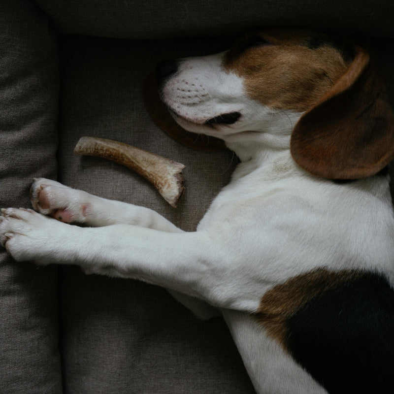 Dog lying on a cushion with a bone next to it