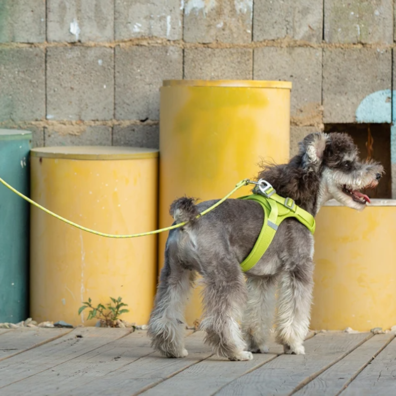 Dog wearing a green harness standing on a wooden deck with yellow barrels in the background.