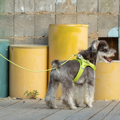 Dog wearing a green harness standing on a wooden deck with yellow barrels in the background.