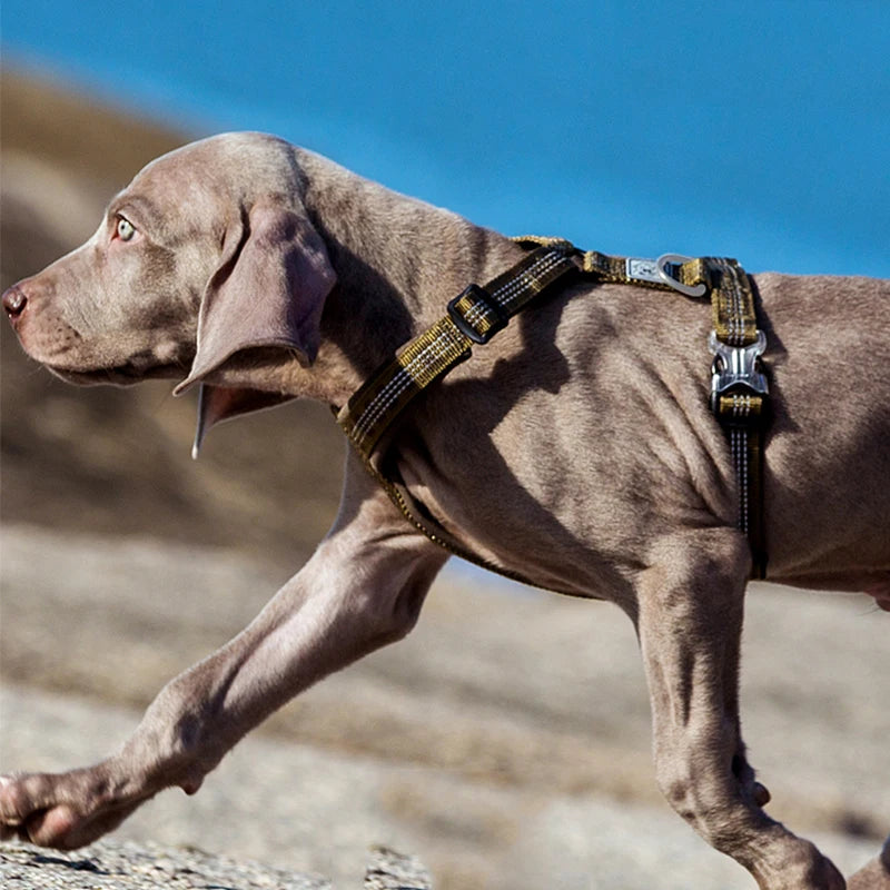 Dog running outdoors with a harness on a blurred natural background