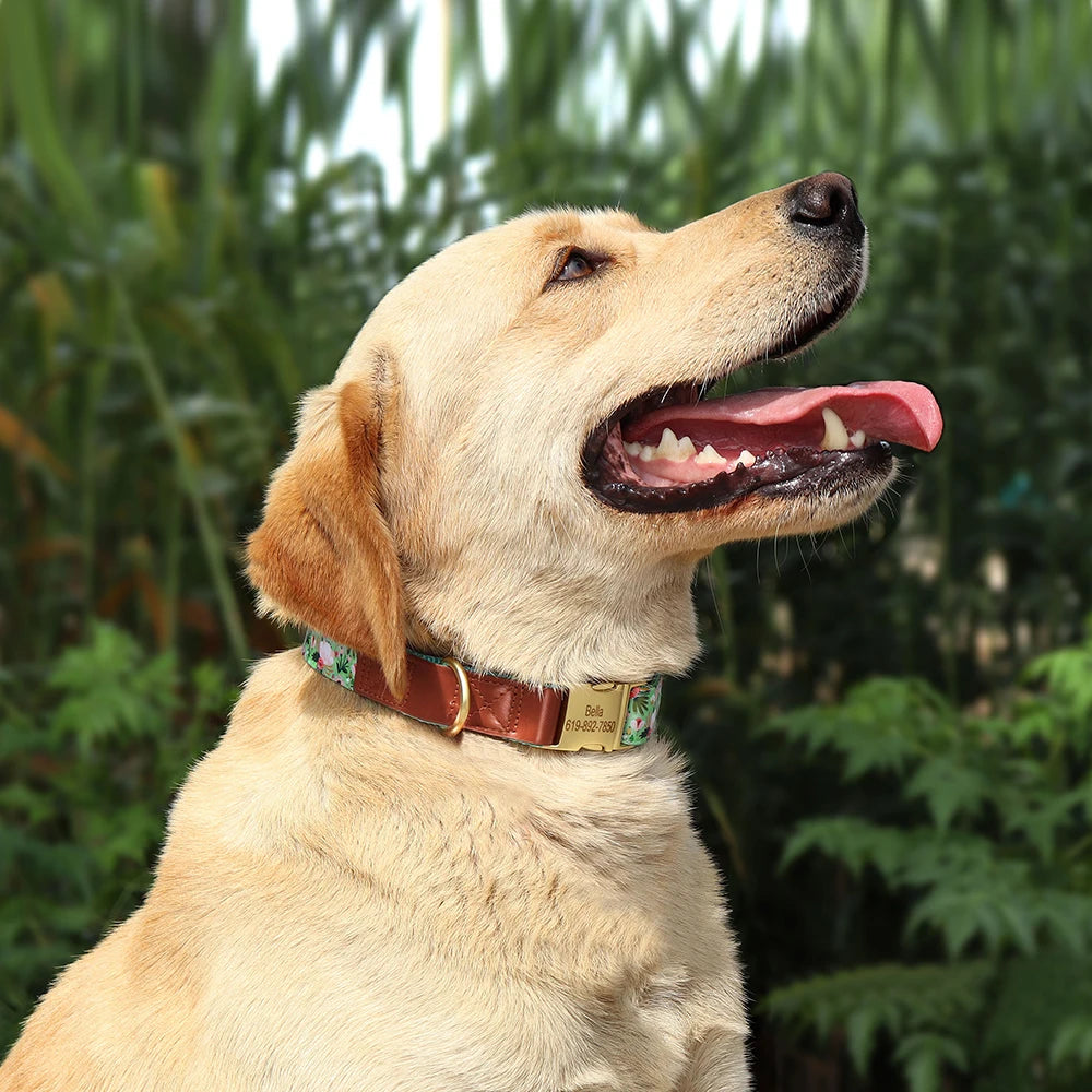 Dog with a colorful collar in a natural setting