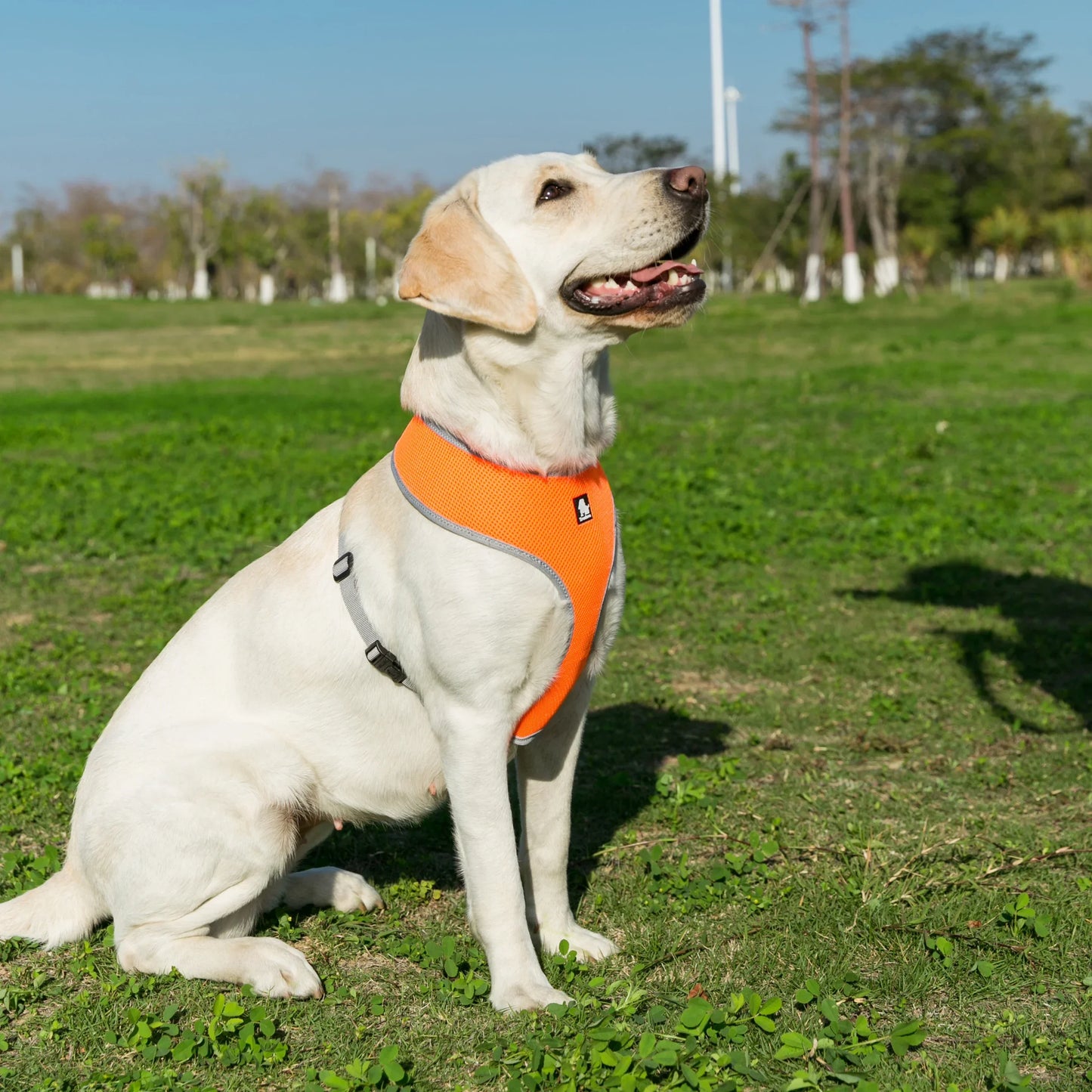 The Fur Pal x TrueLove: Arnês de nylon respirável para animais de estimação