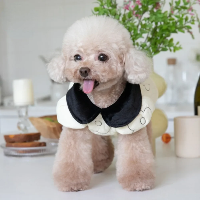 Small dog wearing a black and white outfit with a collar, standing on a light surface with flowers in the background.