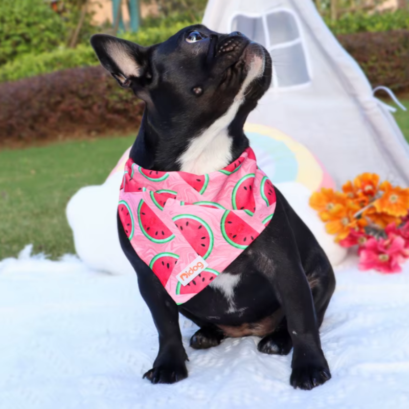 Add a touch of cuteness to your pup’s look with our Soft Cotton Dog Scarf! Multiple stylish designs, comfortable fit, and perfect for any outing. watermelon dog model