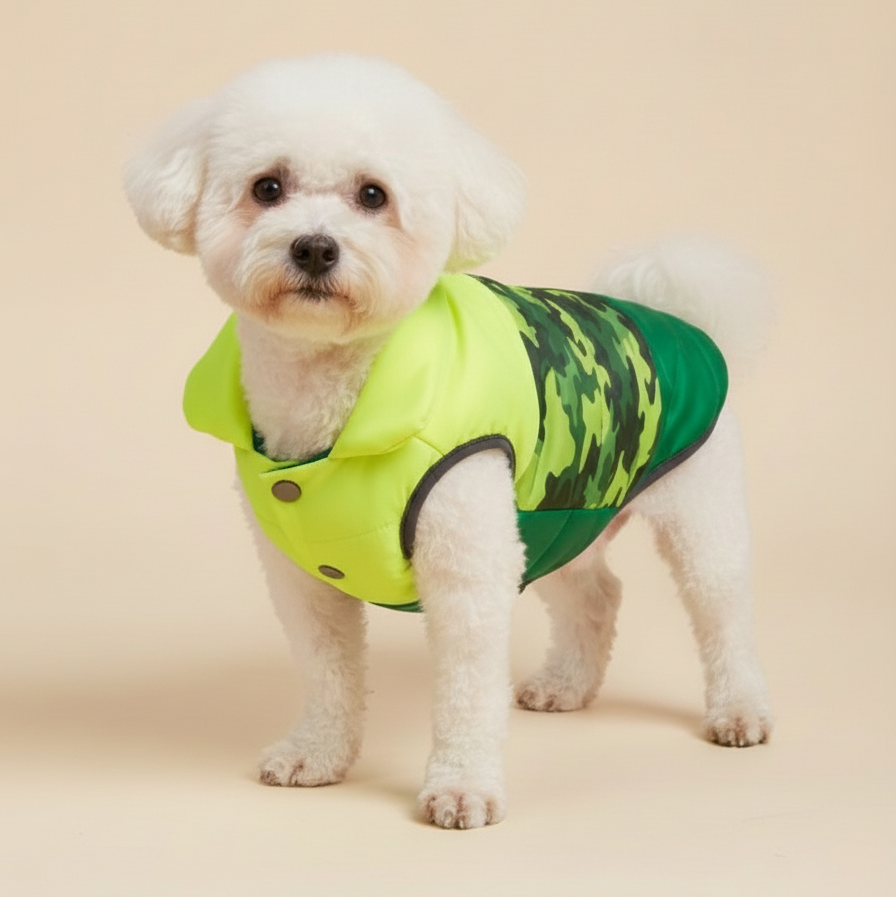 dog in green vest