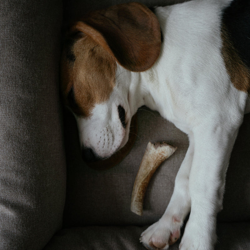 dog sleeping on grey bed. shop beds at the fur pal