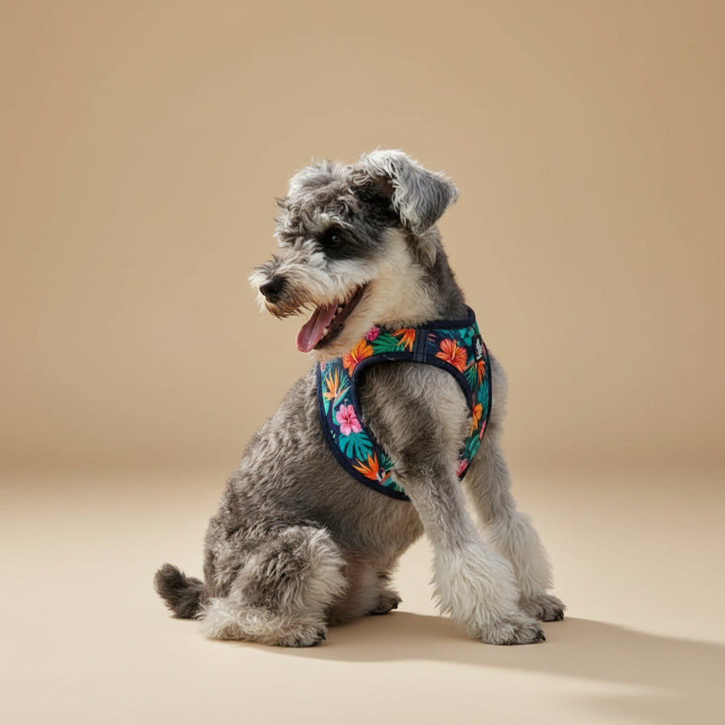 dog wearing a blue harness available at the fur pal 