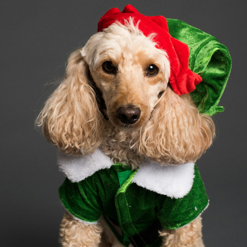 dog wearing elf costume for holiday corner at the fur pal