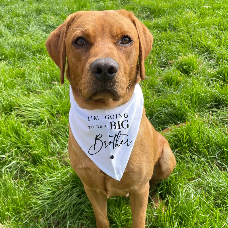 I'm going to be a Big BROTHER printed Dog Bandana Scarf