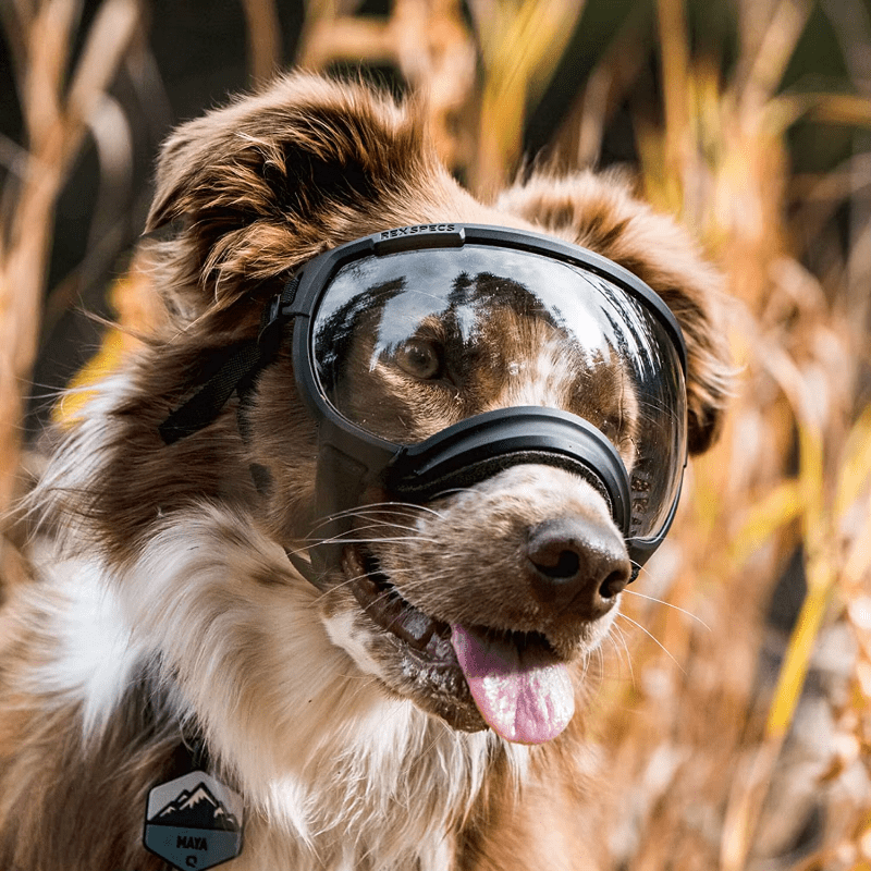 Black ATUBAN Dog Goggles - Anti - UV, Impact Resistant & Adjustable Sunglasses for Large Breeds - The Fur Pal Dog quality premiumdogsupplies