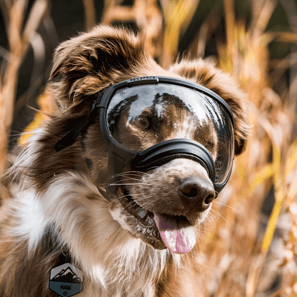 Black ATUBAN Dog Goggles - Anti - UV, Impact Resistant & Adjustable Sunglasses for Large Breeds - The Fur Pal Dog quality premiumdogsupplies