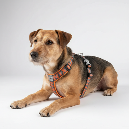 Laranja: Arnês Aventura