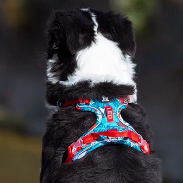 Load video: dog harness display showcasing durability, comfort, adjustable, mesh padding and owner pull anchor . no chocking design and high quality material and strong buckle metal